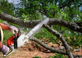  Placerville, CA Tree Services Pros