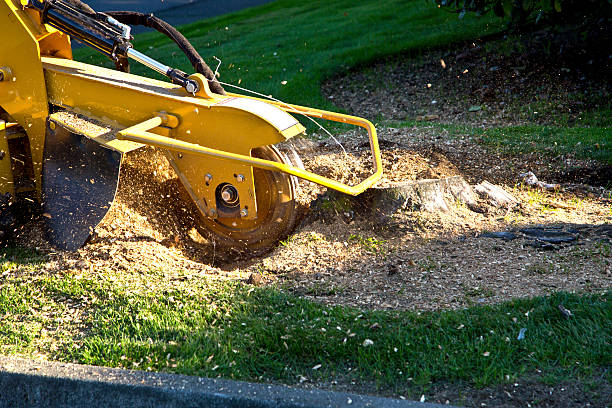 Best Aeration Services  in Placerville, CA