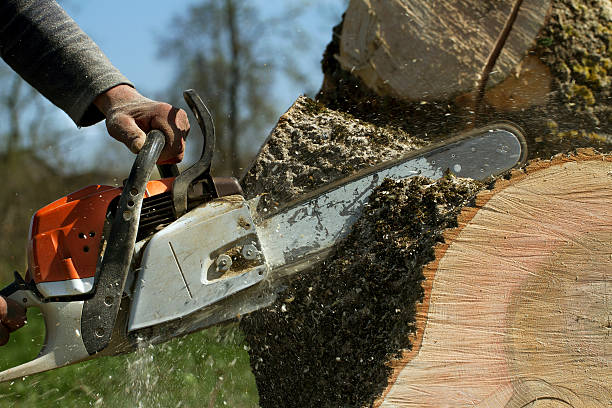 Best Tree Trimming and Pruning  in Placerville, CA